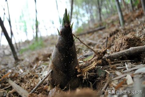 夢見竹筍號碼|夢見挖筍、挖竹筍、拔筍